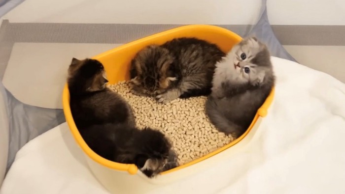 トイレの中に猫団子