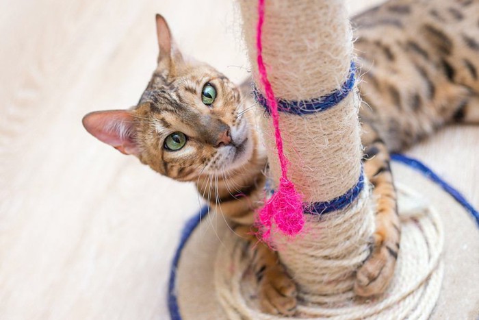 キャットタワーで遊ぶ猫