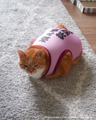 服を着た猫