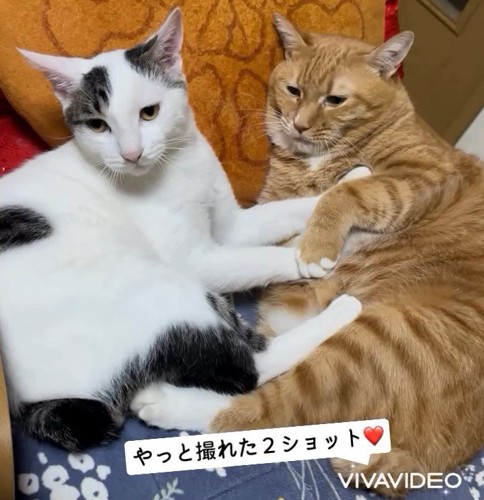 前を見る2匹の猫