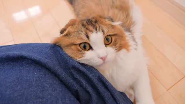 女性の膝にスリスリする猫