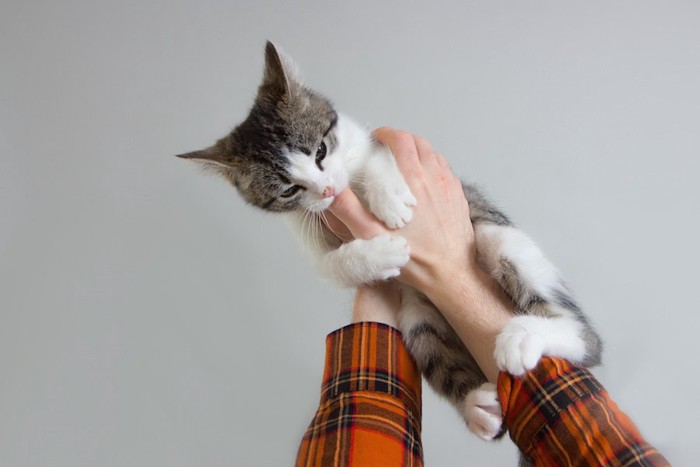 飼い主の手にじゃれつく猫