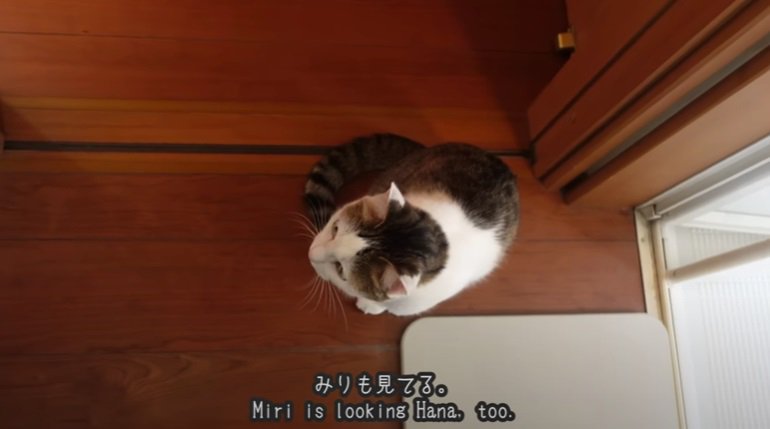 家族を見つめる猫