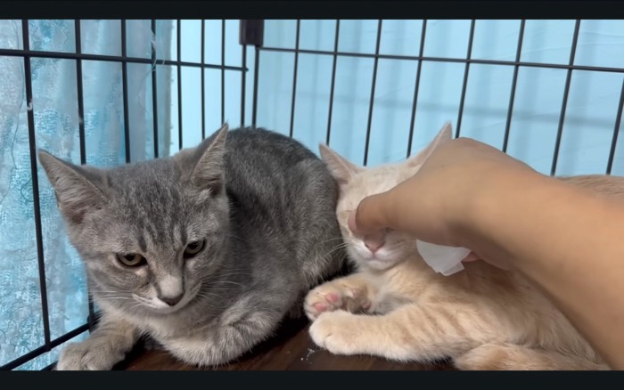 触らせる猫