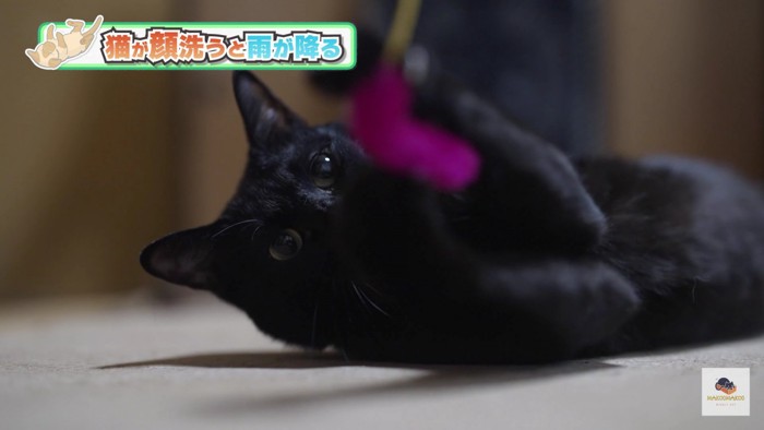 じゃれる黒猫