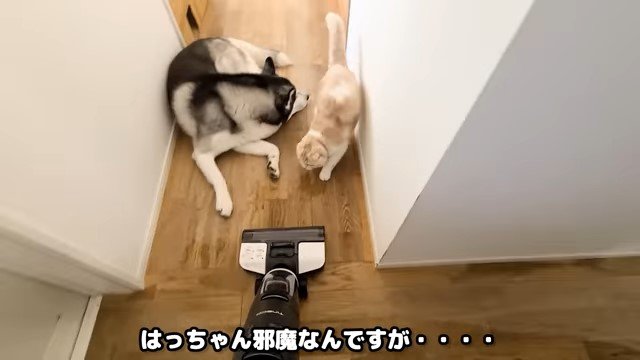 廊下の犬、猫と掃除機