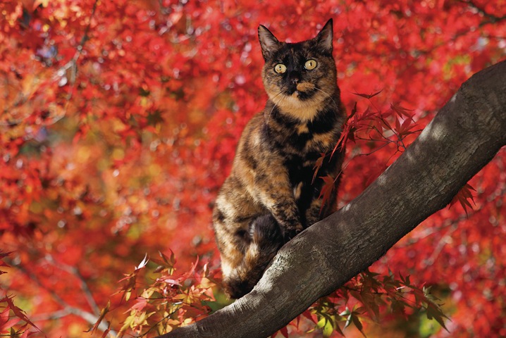 ねこの京都4