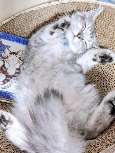 仰向けに眠る猫・しゅら君