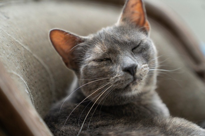 眉間にシワを寄せる猫
