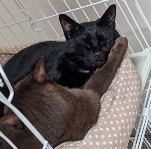 腕枕して寝る2匹の猫