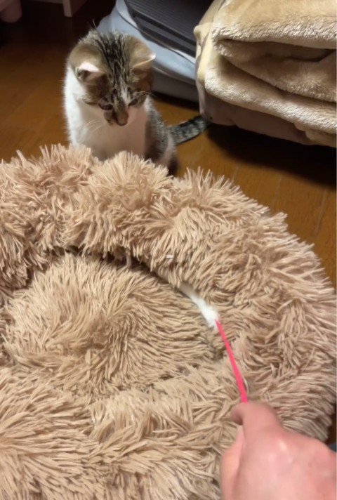 猫じゃらしを見る子猫