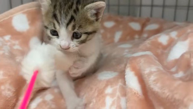 猫じゃらしで遊ぶ子猫