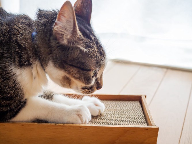床置きの爪とぎで爪をとぐ猫