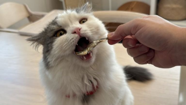 煮干しを食べる猫