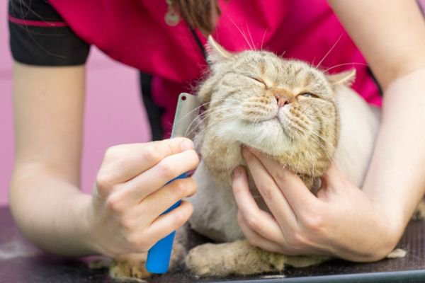 トリミングされる猫