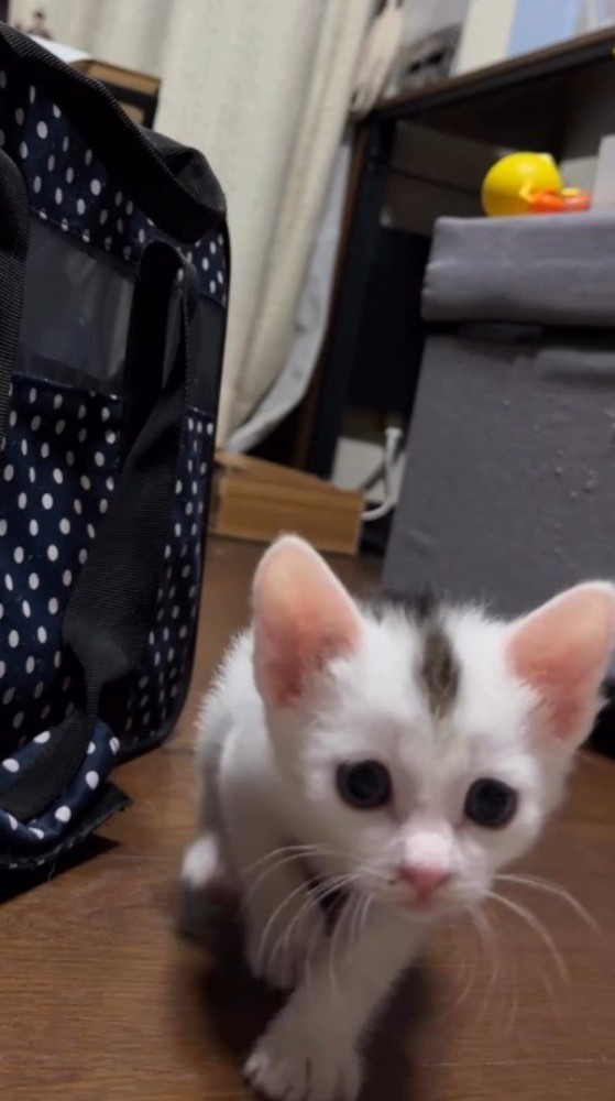 姿勢を低くして飼い主ににじり寄る子猫