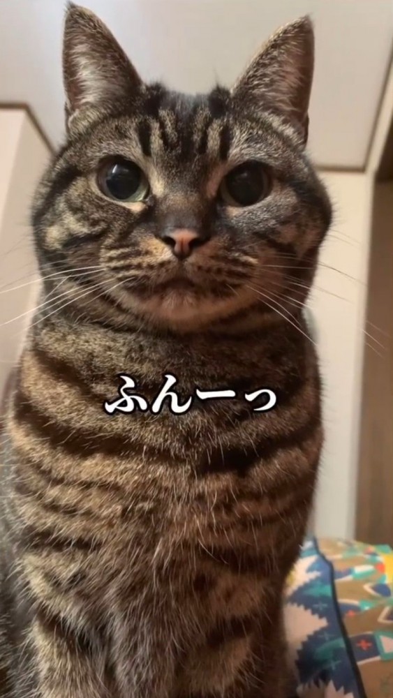 猫の顔のアップ