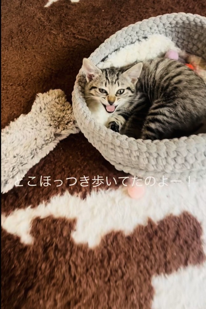 おかーしゃんを見て鳴く子猫