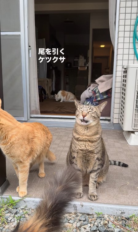目を閉じて口を半開きにしているキジトラ(顔上げ)