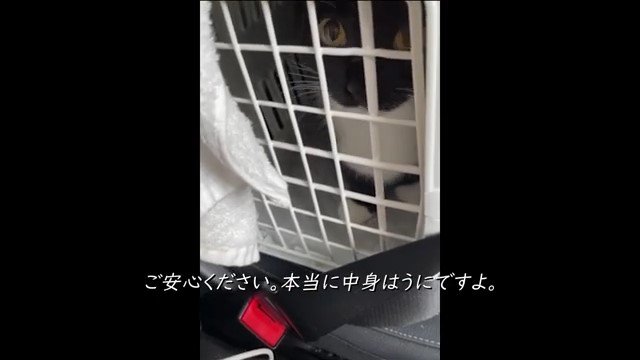 車のシートのキャリーの中の猫