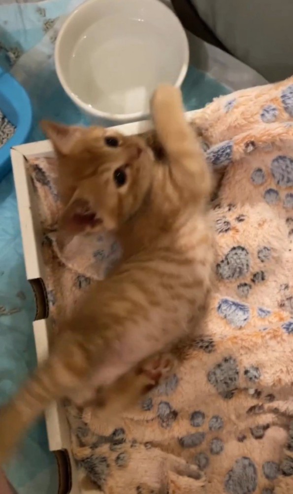 体をよじる茶トラ