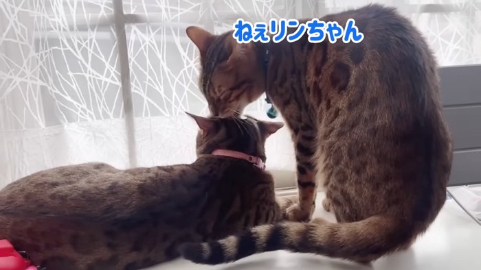 猫の頭をなめる猫