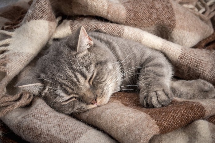 ブランケットの上で眠る猫