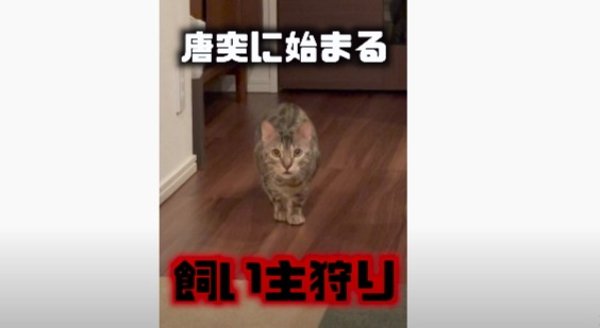 唐突に始まる飼い主狩り