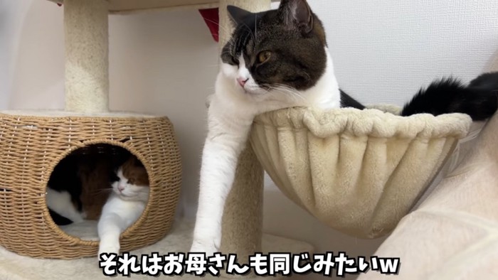 ハンモックの猫とハウスの中の三毛猫