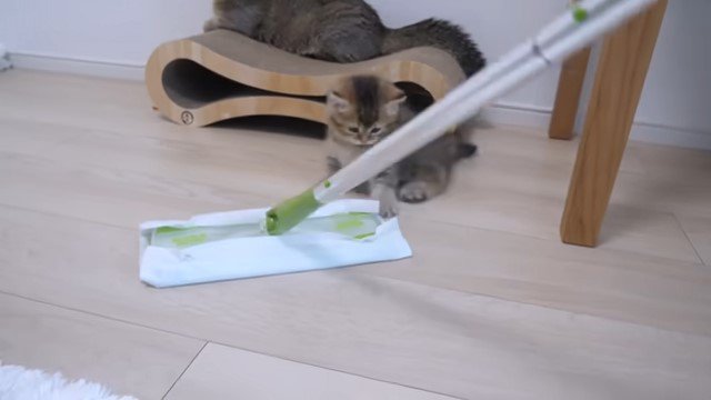 フローリングワイパーに前足を乗せる子猫