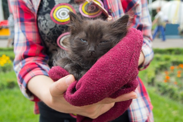 タオルケットに入った猫