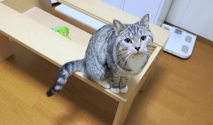 飼い主さんをまっすぐに見つめる