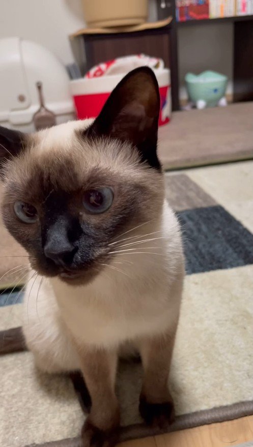 「にゃあん」と鳴く猫