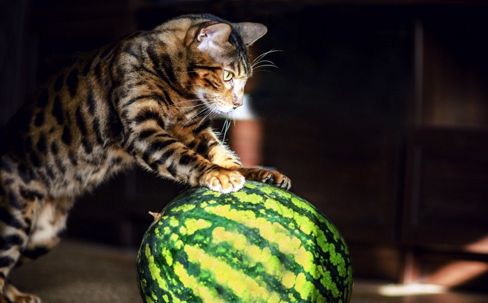 スイカをかじる猫