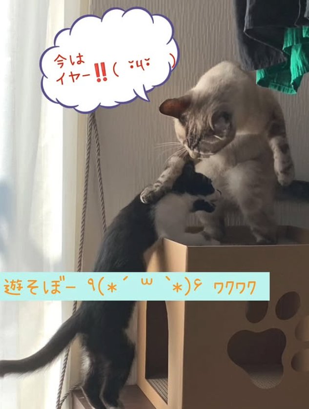 先住猫に叩かれている子猫