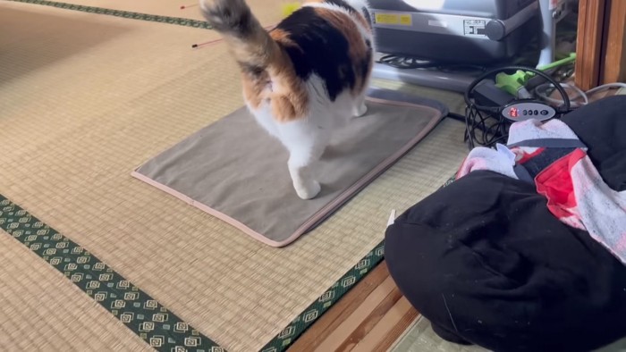 ホカペに戻るミケ