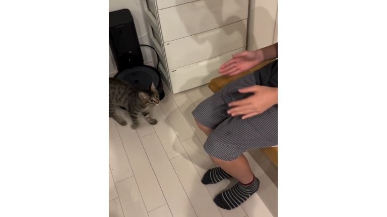 猫と椅子に座る女性