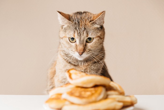 パンケーキを見つめる猫