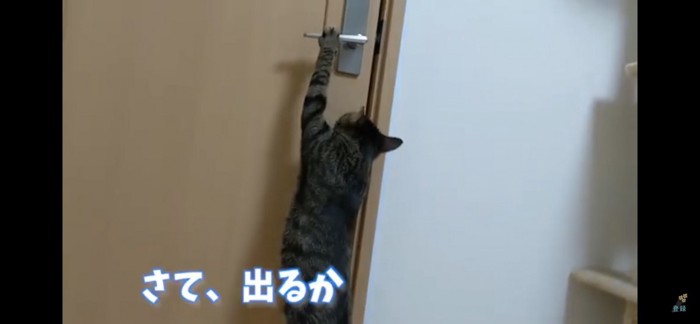 ドアを開けようとする