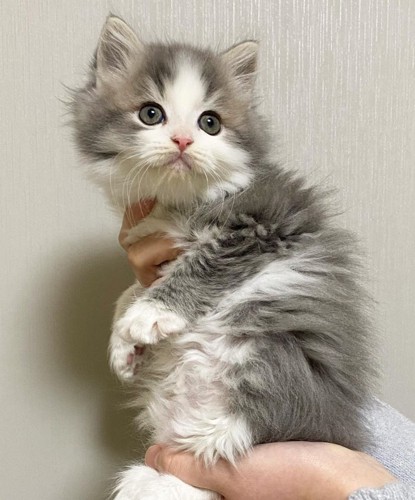 壁紙の前で抱っこされている子猫