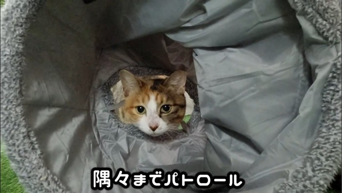 猫トンネルから顔を出す猫