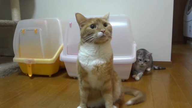 座っている猫を狙うもう1匹の猫