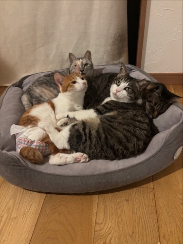 猫ベッドにいる4匹の猫