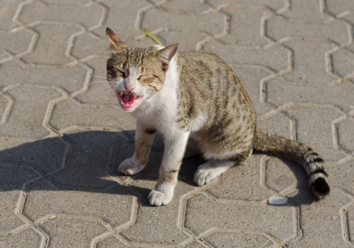 鳴いている猫