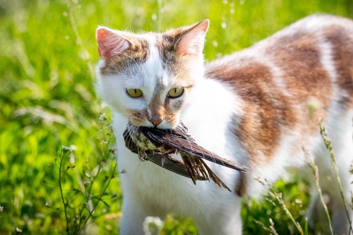 鳥を襲ってくわえる猫