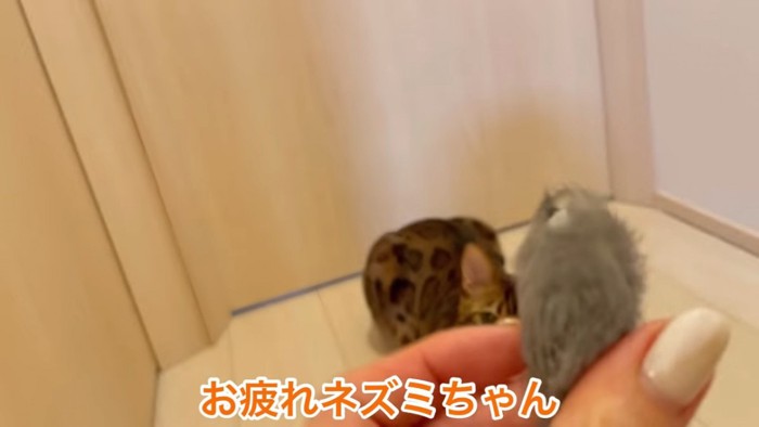 ネズミのおもちゃ