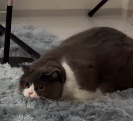 姿勢を低くして目を見開く猫