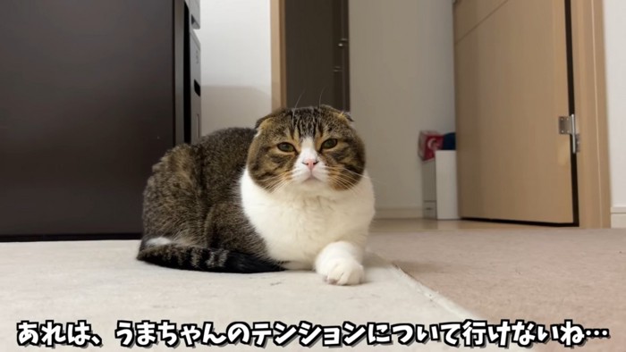 座る猫