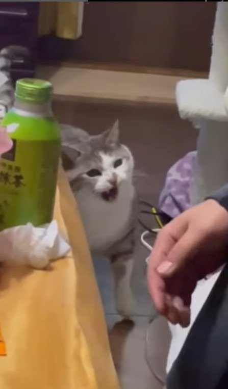 強めにシャーする猫