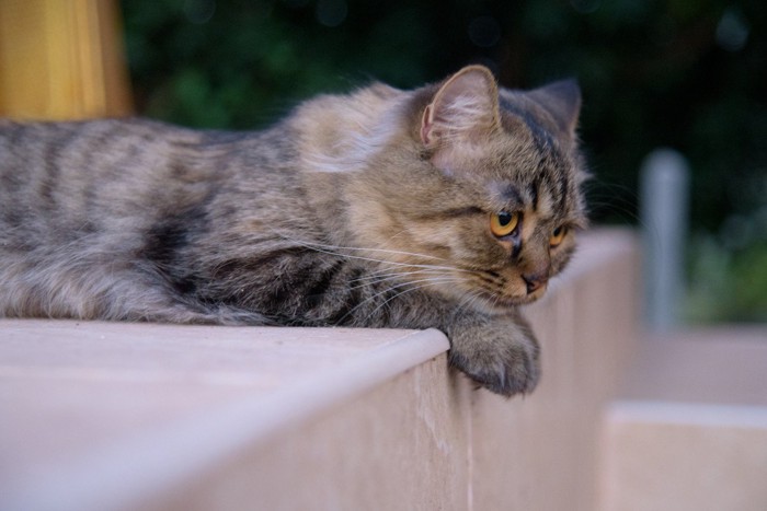 落ち込む猫